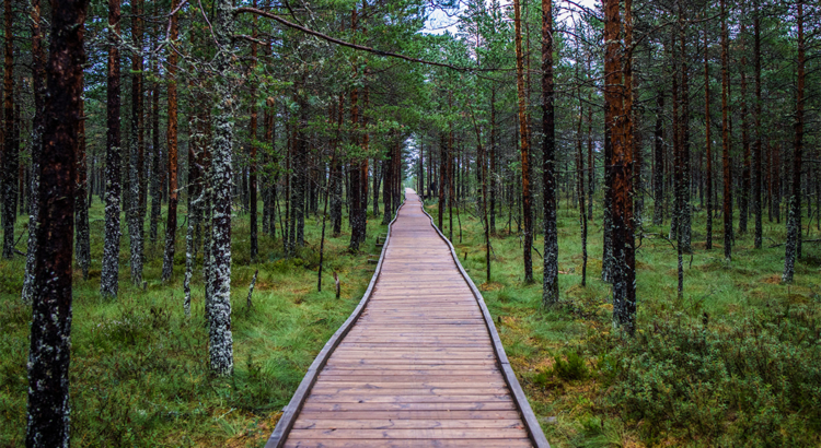 Estland Boradwalk durch Wald Foto Visit Estonia